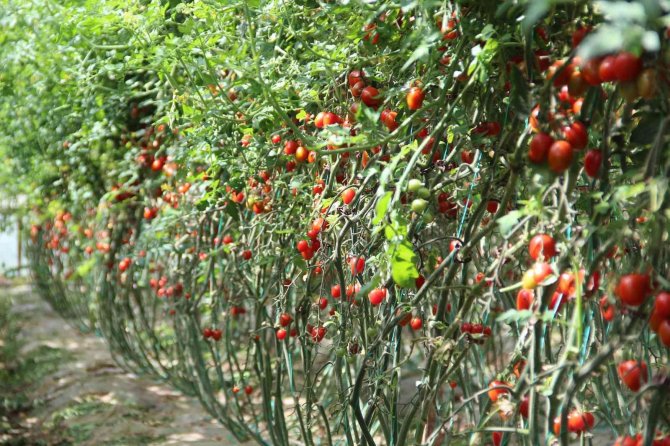 Tüketiciye Ucuz Sebze Müjdesi