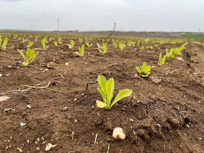 Marul Fiyatlarında Umutlar Yeşerdi