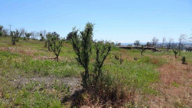 Manavgat’ta Yanan Ormanların Yüzde 70’i Ağaçlandırıldı