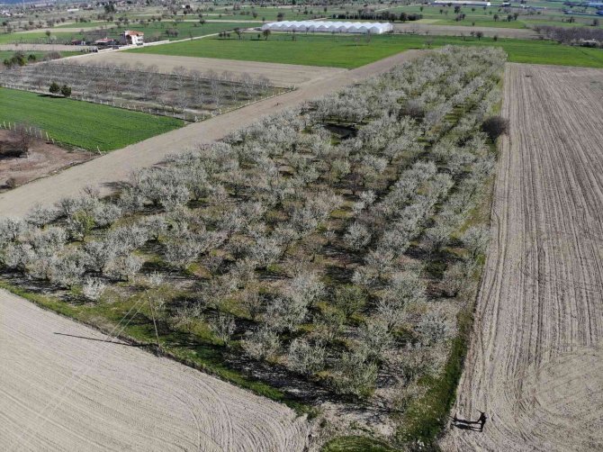 Burdur’da Erik Ve Şeftaliler Çiçek Açtı