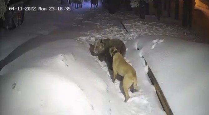 Uludağ’da Ayı İle Köpeğin Boğuşması Kameralarda
