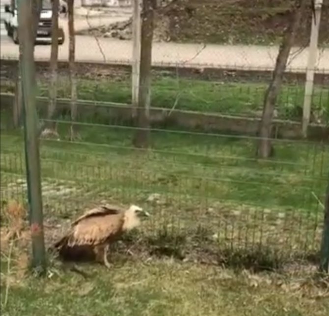 Elazığ’da Yaralı Akbaba Tedavi Altına Alındı