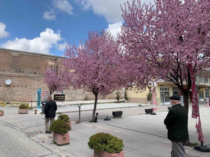 Erik Ağaçlarının Pembe Çiçekleri Eskişehir’i Süsledi