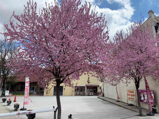 Erik Ağaçlarının Pembe Çiçekleri Eskişehir’i Süsledi