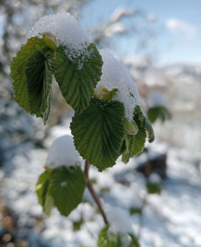 Fındıkta Zirai Don Riskine Karşı Yakın Takip