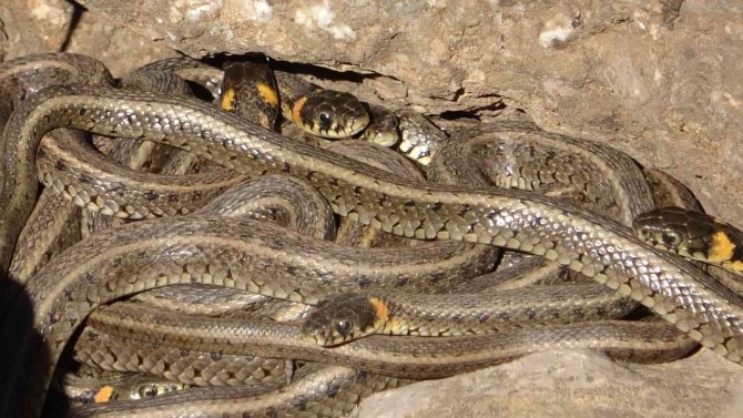 Brezilya’nın ’Yılan Adası’ Değil Yüksekova