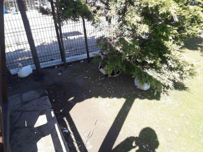 Ördekli Parktaki Ördekler Ve Kuğular Ölmeye Başladı