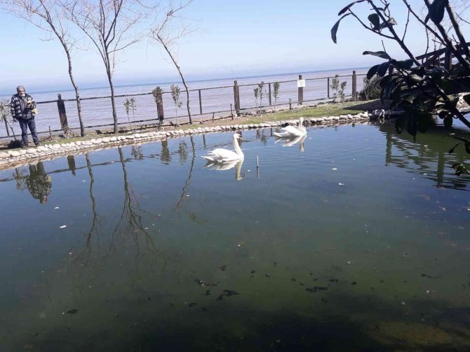 Ördekli Parktaki Ördekler Ve Kuğular Ölmeye Başladı