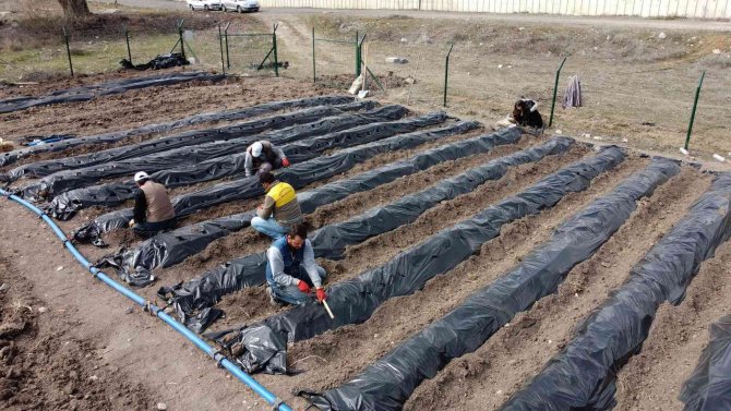 Keçiören’in Yeni Üretim Noktası, Üzümsü Meyveler Bağı