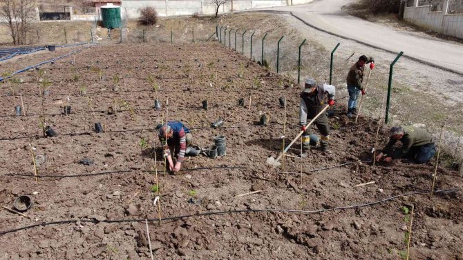 Keçiören’in Yeni Üretim Noktası, Üzümsü Meyveler Bağı