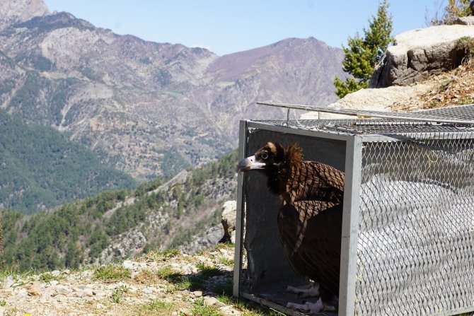 Tedavisi Tamamlanan Kara Akbaba Doğaya Salındı