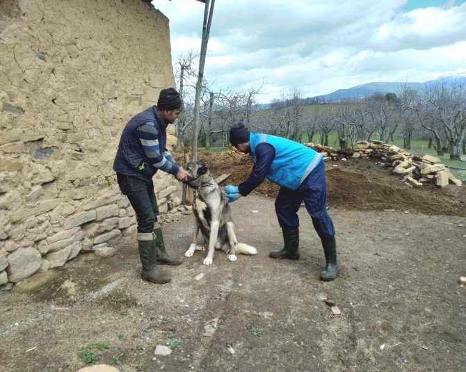 Şaphane’de Kuduz Hastalığı Riskine Karşı Koruyucu Aşılama Çalışmaları