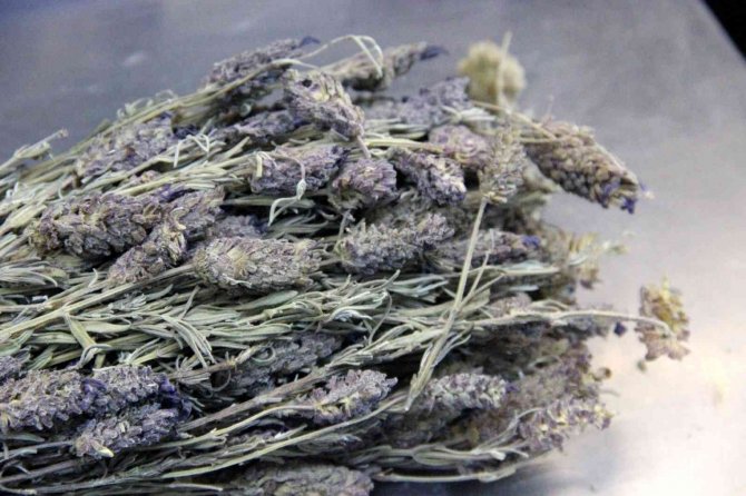 Bu Ot, Oruçta Zorlanan Sigara Tiryakilerinin İşini Kolaylaştırıyor