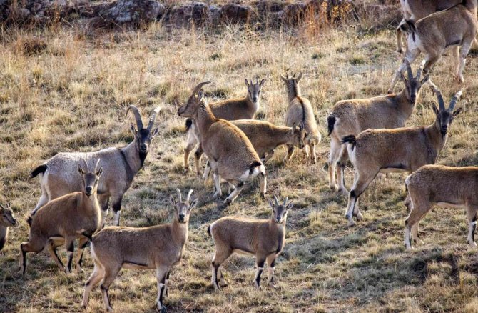İ̇nat Etti İnatçı Keçilerin Peşine Düştü, Hepsini Bir Arada Görüntülemeyi Başardı