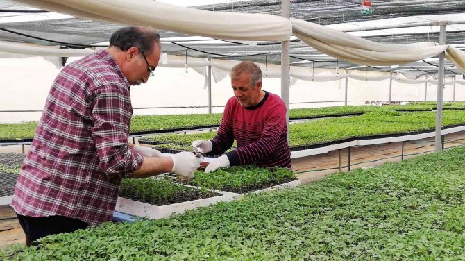 Ata Tohumundan Üretilen Fideye Yoğun Talep