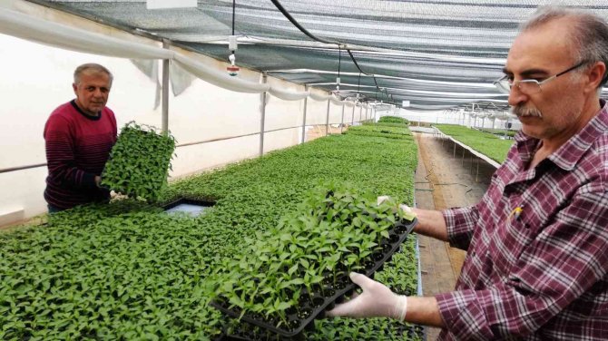 Ata Tohumundan Üretilen Fideye Yoğun Talep