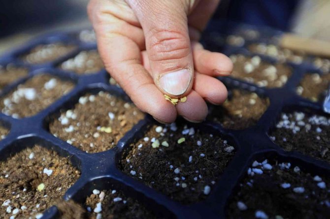 Yerel Tohumlar Toprakla Buluştu