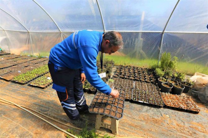 Yerel Tohumlar Toprakla Buluştu