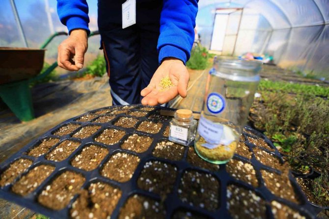 Yerel Tohumlar Toprakla Buluştu