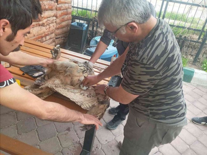 Yaralı Puhu, Tedavisinden Sonra Doğaya Salındı