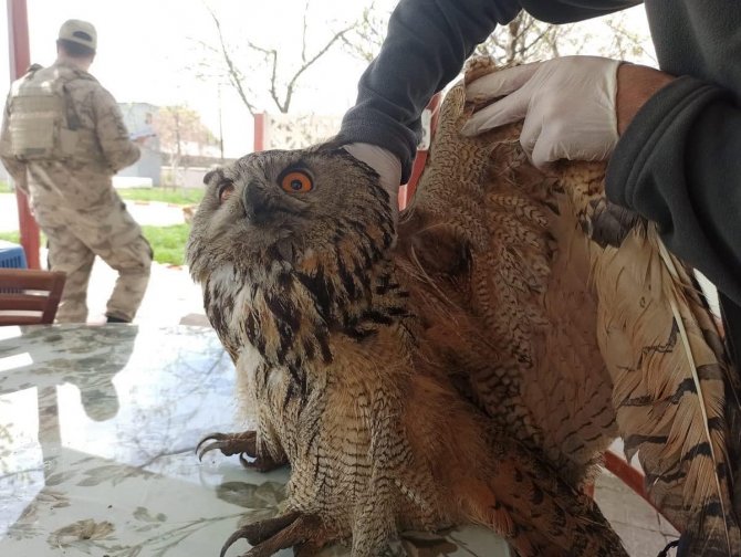 Yaralı Puhu, Tedavisinden Sonra Doğaya Salındı
