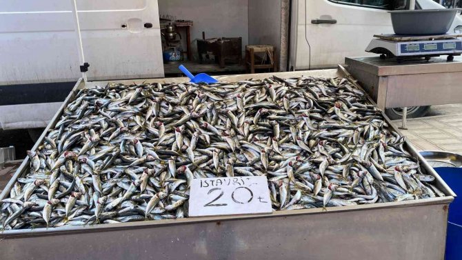 Zonguldak’ta Balıkçılar Teselliyi İstavritte Buldu