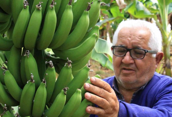 Bir Dönem Lükstü, Şimdi Enflasyona Direnen Meyve Oldu