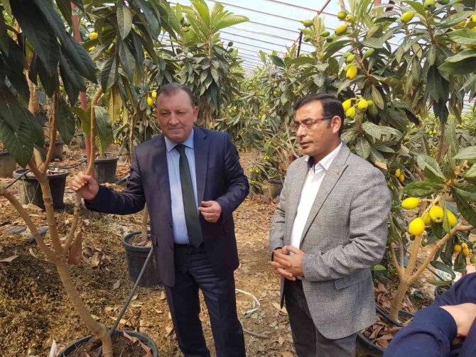 Alanya Yenidünyasında İlk Kez Örtü Altı Hasat Heyecanı Yaşandı