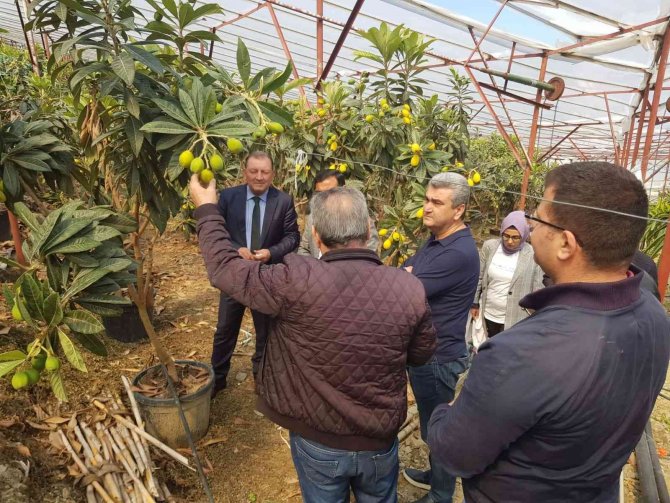 Alanya Yenidünyasında İlk Kez Örtü Altı Hasat Heyecanı Yaşandı