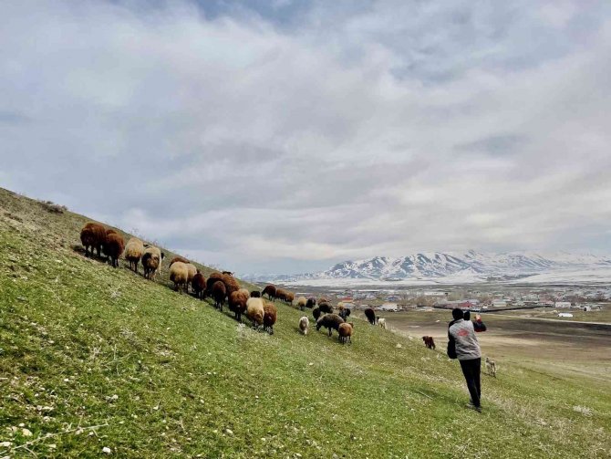 Ağrı’da Baharın Gelmesiyle Koyun Sürüleri Yaylalara Çıkarılmaya Başlandı