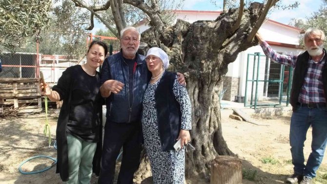 Balıkesir’de 1300 Yıldır Ürün Veren Ağaç, Görenleri Şaşırtıyor