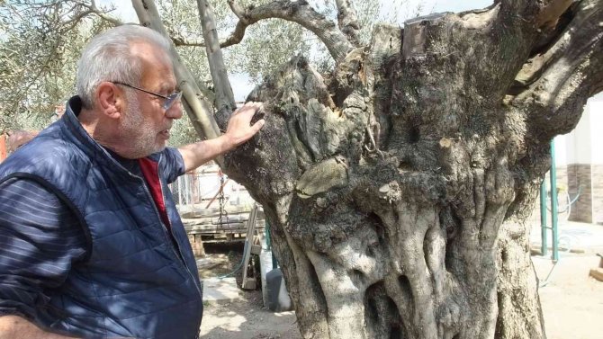 Balıkesir’de 1300 Yıldır Ürün Veren Ağaç, Görenleri Şaşırtıyor