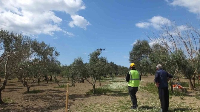 Balıkesir’de 1300 Yıldır Ürün Veren Ağaç, Görenleri Şaşırtıyor