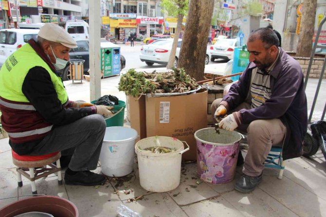 Elazığ’da ’Çiriş’ Ve ’Kenger’ Otu, Tezgahlardaki Yerini Aldı