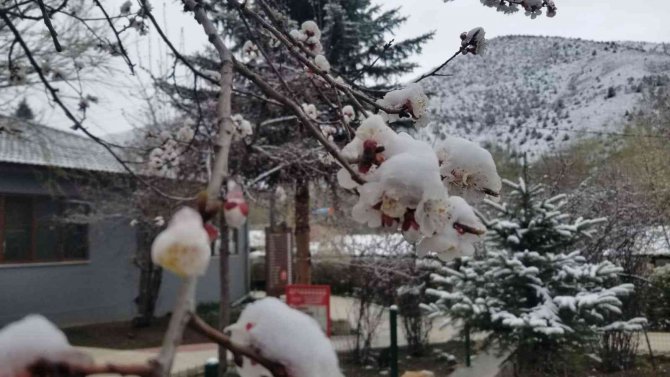 Erzincan’da Çiçek Açan Meyve Ağaçlarını Don Vurdu