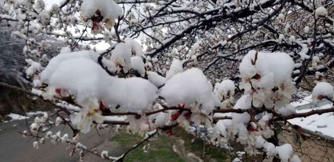Erzincan’da Çiçek Açan Meyve Ağaçlarını Don Vurdu