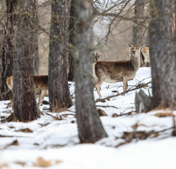 Giresun’da Doğaya Bırakılan Kızıl Geyiklerin Sayıları Çoğalıyor