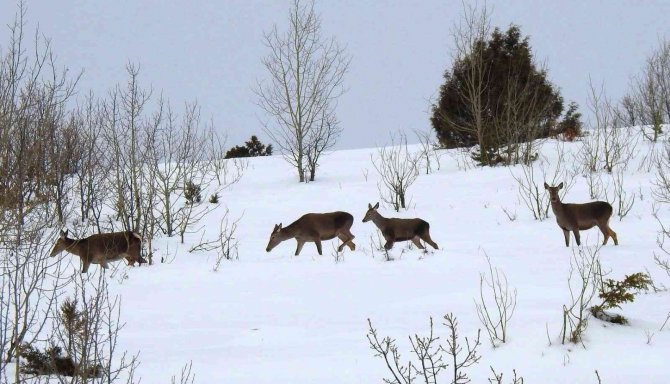 Giresun’da Doğaya Bırakılan Kızıl Geyiklerin Sayıları Çoğalıyor