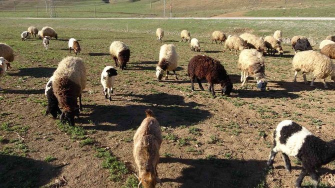 Çetin Kış Mevsiminin Ardından Koyunlar Meralara Çıkarılmaya Başladı