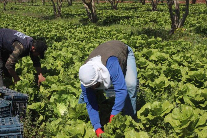 Marulun Tanesi Tarlada 2 Tl Markette 10 Tl