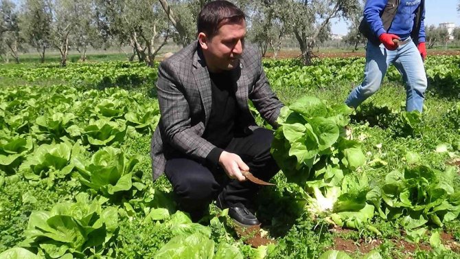 Marulun Tanesi Tarlada 2 Tl Markette 10 Tl