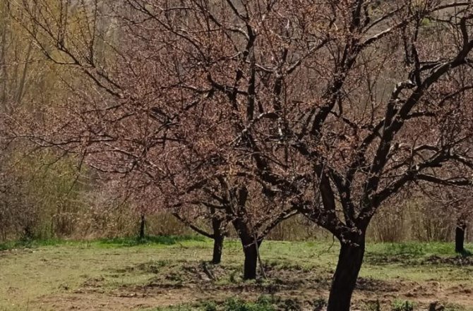 Kayısı Bahçelerini Don Vurdu