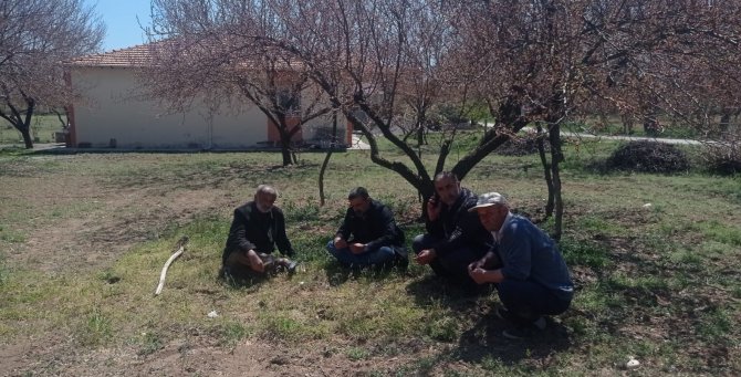 Kayısı Bahçelerini Don Vurdu