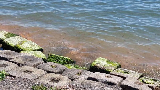 Plankton Patlaması Başladı: Marmara Denizinin Tekirdağ Kıyıları Turuncuya Büründü