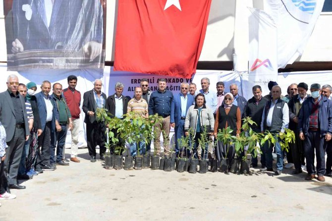 Büyükşehir Belediyesinden Erdemlili Üreticilere Avokado Ve Alıç Fidanı