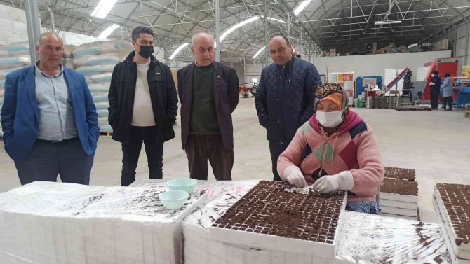 Türkiye’nin Fideleri Samsun’dan