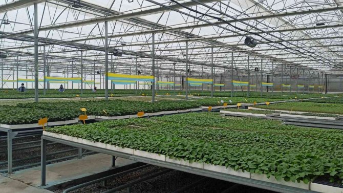 Türkiye’nin Fideleri Samsun’dan