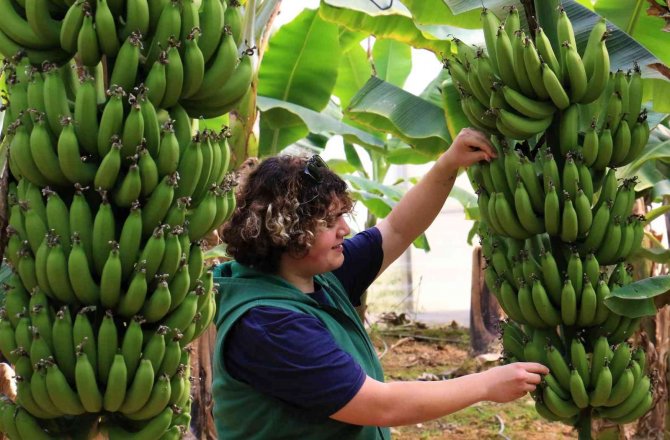 Bir Dönem Lükstü, Şimdi Enflasyona Direnen Meyve Oldu