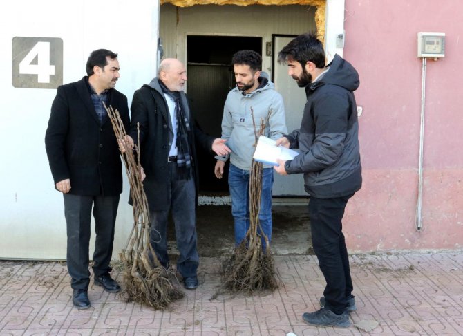 Van’da Çiftçilere Yüzde 50 Hibe İle Ceviz Fidanı Dağıtımı