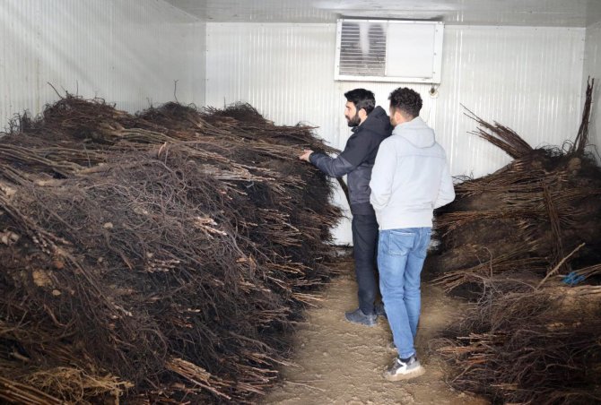 Van’da Çiftçilere Yüzde 50 Hibe İle Ceviz Fidanı Dağıtımı